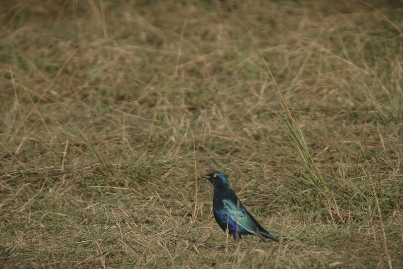 Choucador à oreillons bleus