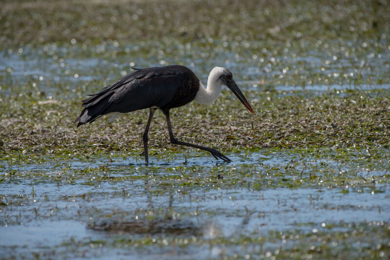 Cigogne à pattes noires