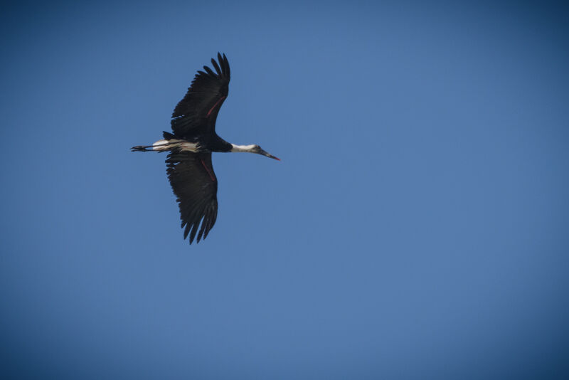 Cigogne à pattes noires, Vol