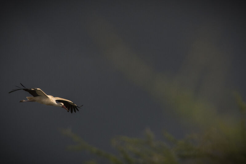 Cigogne blanche, Vol