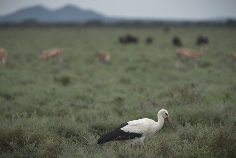 Cigogne blanche