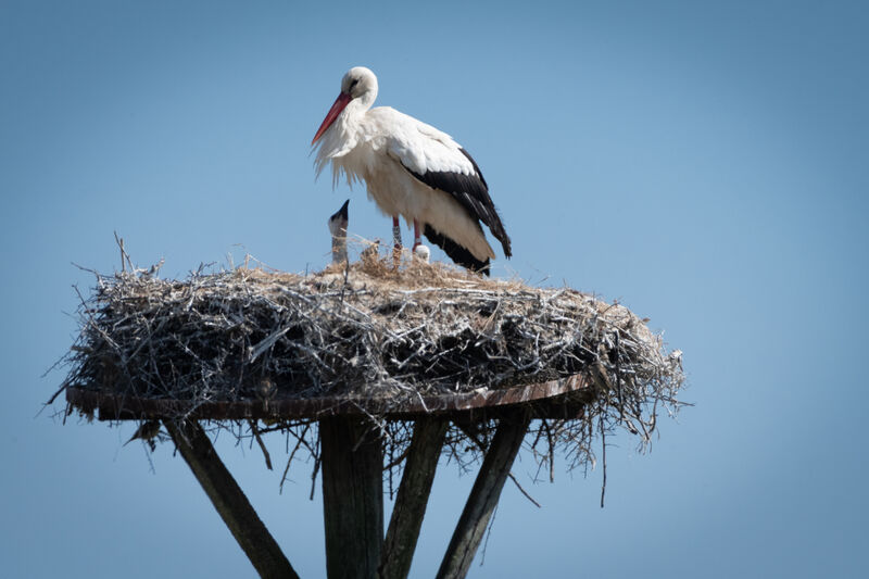 Cigogne blanche