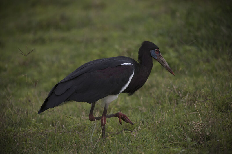 Abdim's Stork