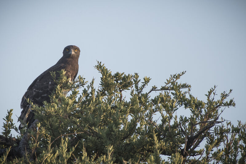 Black-chested Snake Eagle