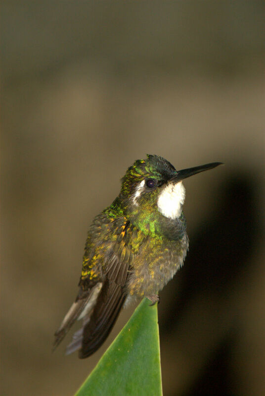 White-throated Mountaingem