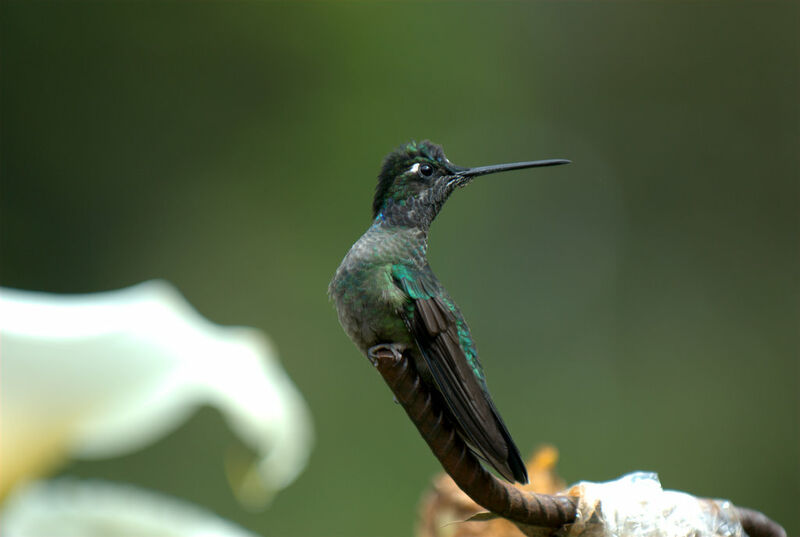 Colibri de Rivoli