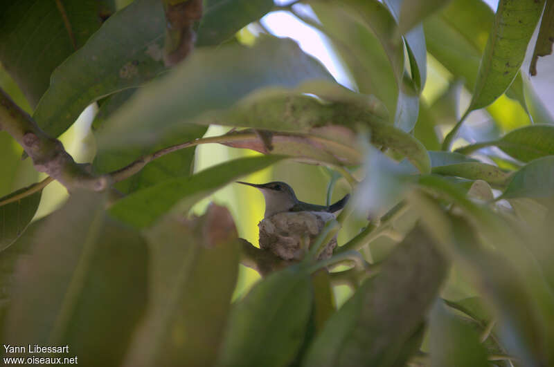 Colibri nain, Nidification