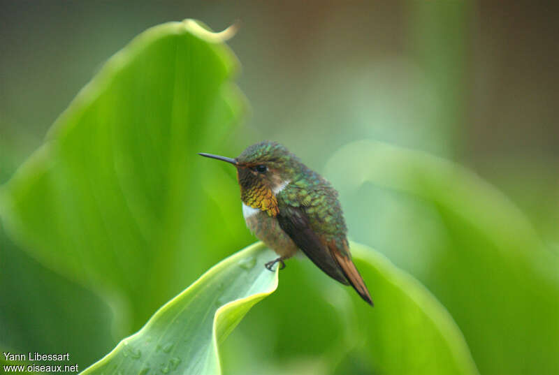 Scintillant Hummingbird