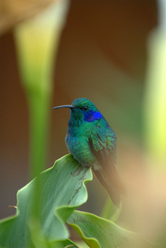 Colibri thalassin