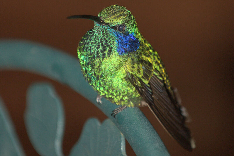 Colibri thalassin