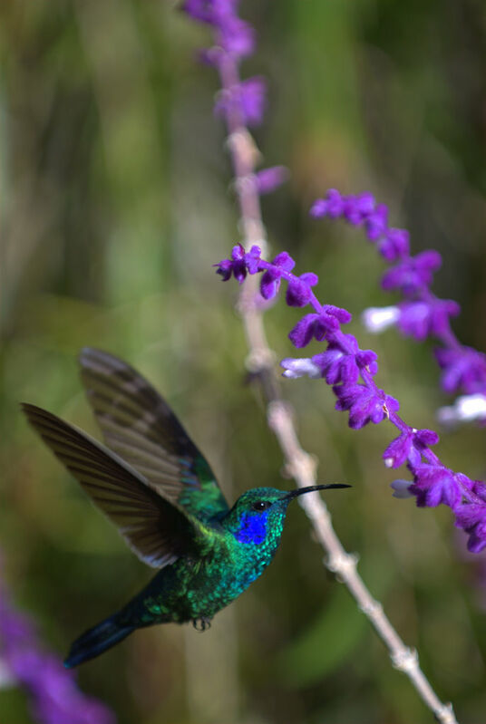 Colibri thalassin