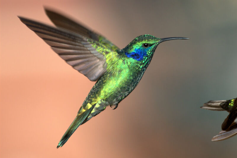 Colibri thalassin