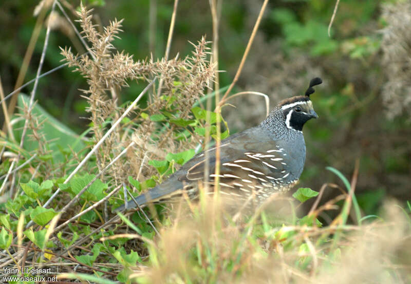 Colin de Californie mâle adulte, habitat