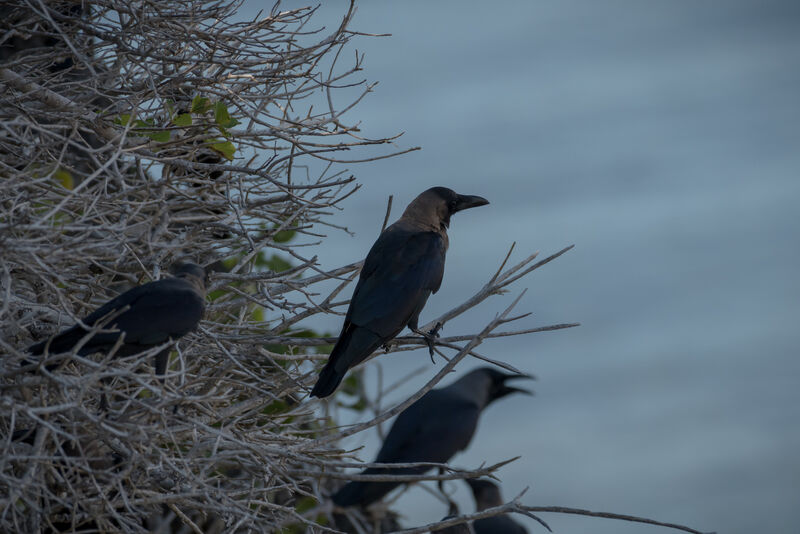 Corbeau familier