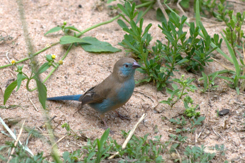 Red-cheeked Cordon-bleu