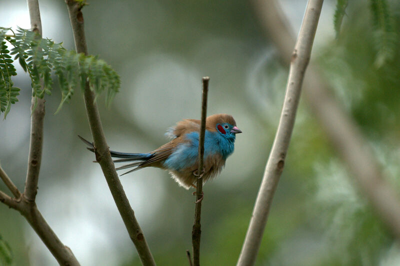 Cordonbleu à joues rouges