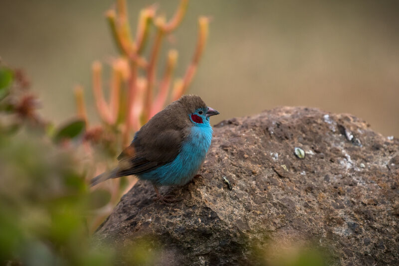 Red-cheeked Cordon-bleu