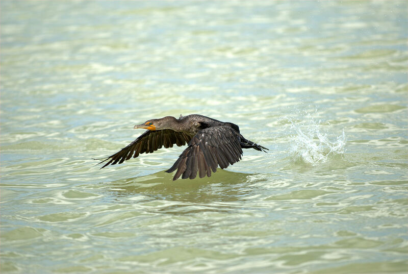 Cormoran à aigrettes