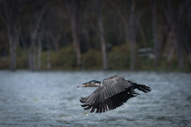 Cormoran à poitrine blanche, Vol