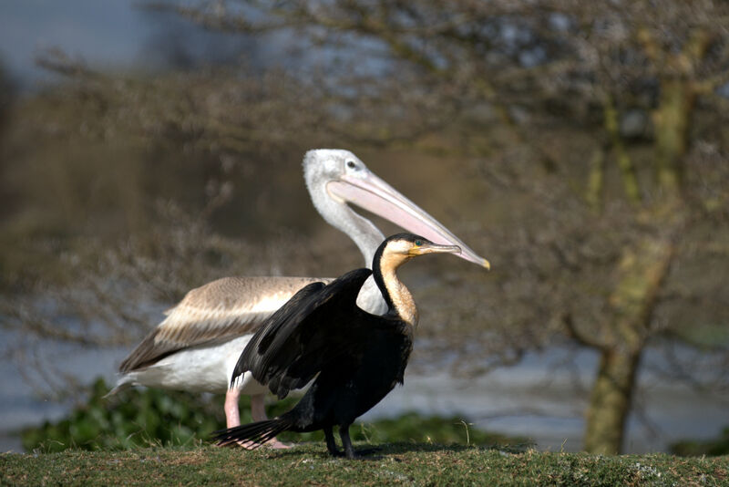 Cormoran à poitrine blanche