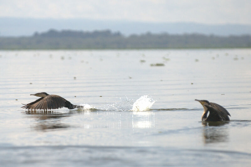 White-breasted Cormorant