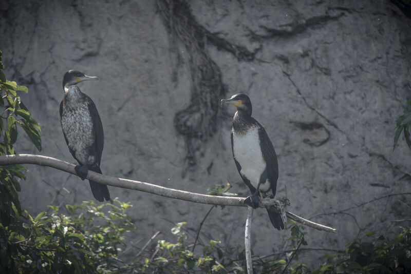 Cormoran à poitrine blanche