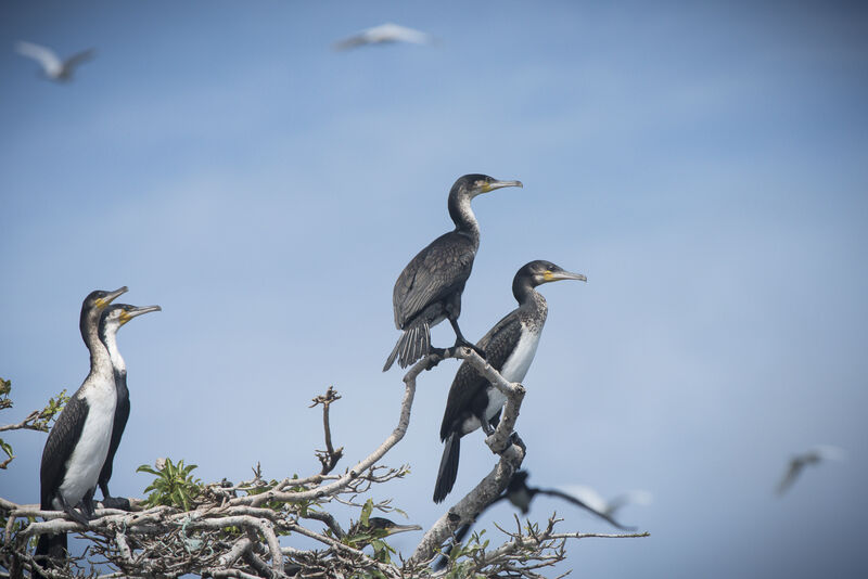 Cormoran à poitrine blanche