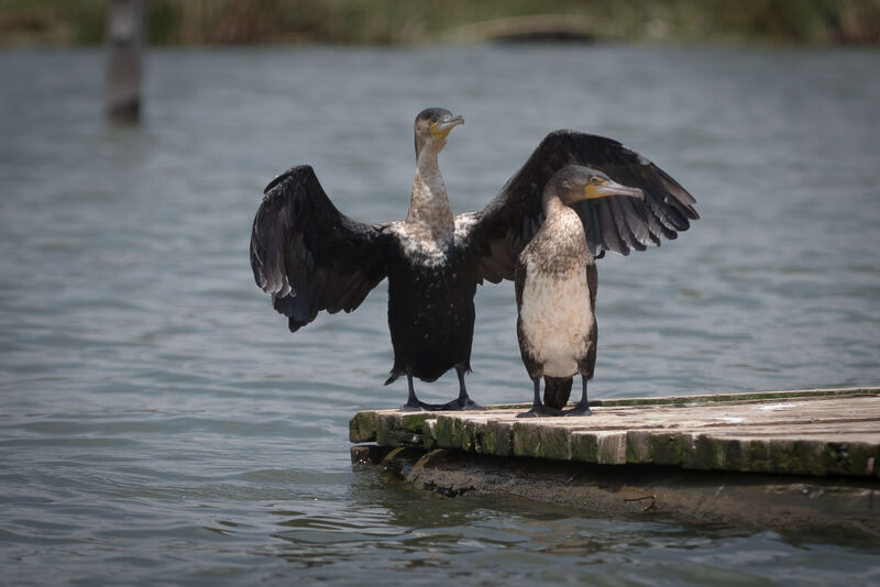 Cormoran à poitrine blanche