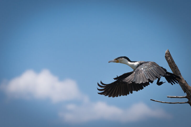 Cormoran à poitrine blanche