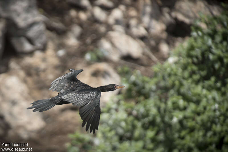 Reed Cormorantadult, Flight