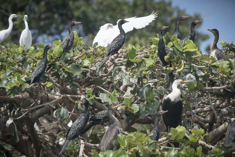 Cormoran africain