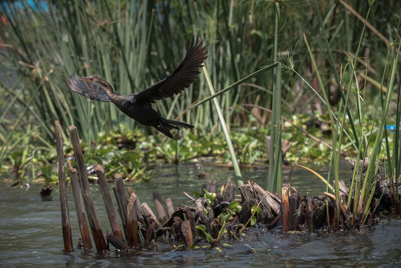 Cormoran africainimmature, Vol