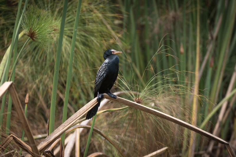 Reed Cormorant