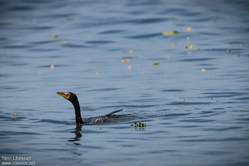 Reed Cormorantadult, fishing/hunting