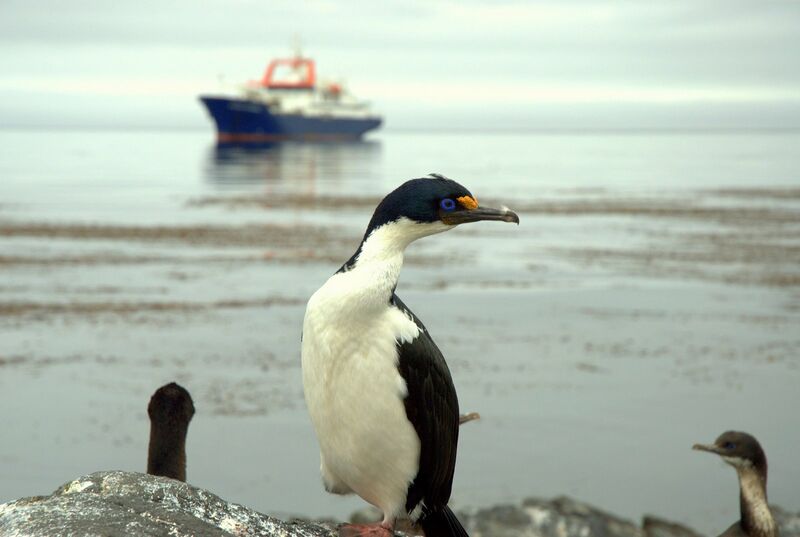 Kerguelen Shagadult