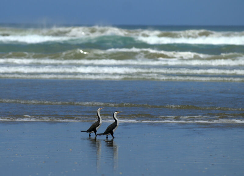 Australian Pied Cormorant