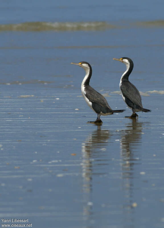 Cormoran variéadulte, habitat, pigmentation