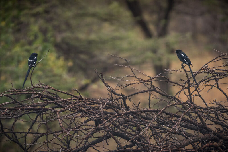 Magpie Shrike