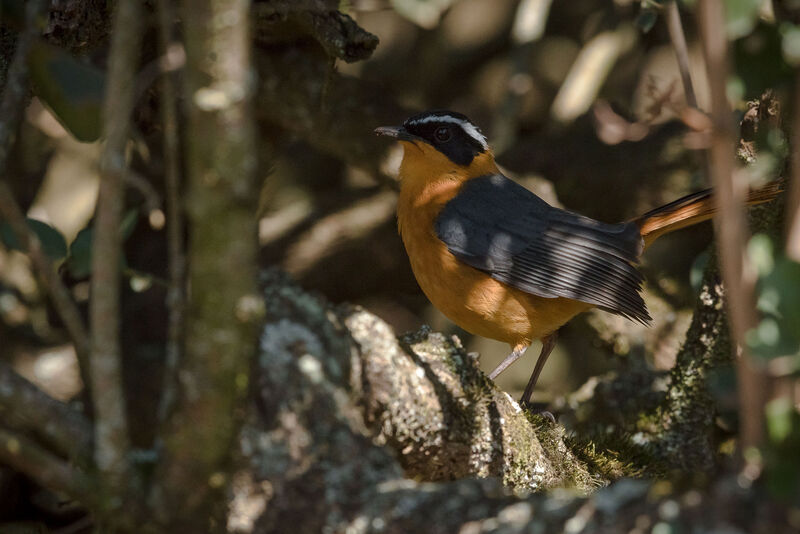 Rüppell's Robin-Chat