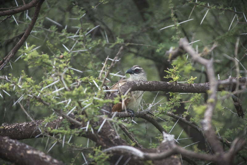 Coucal à sourcils blancs