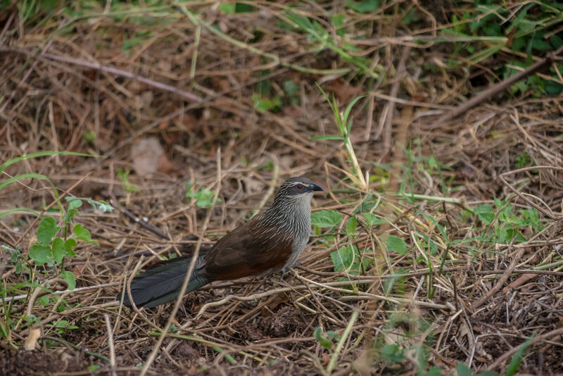 White-browed Coucal