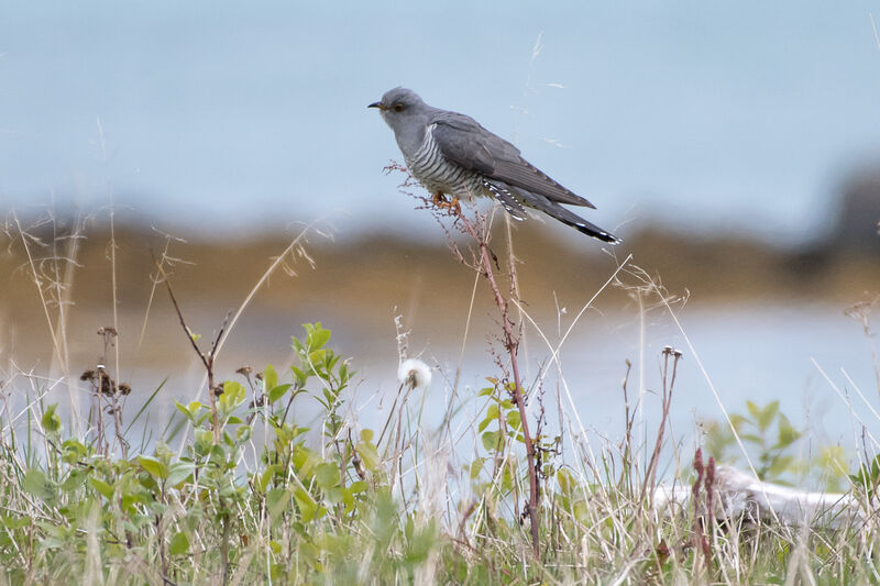 Common Cuckoo