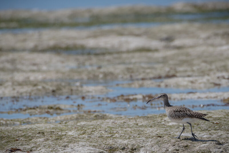 Eurasian Whimbrel