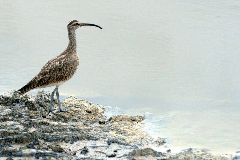 Hudsonian Whimbrel