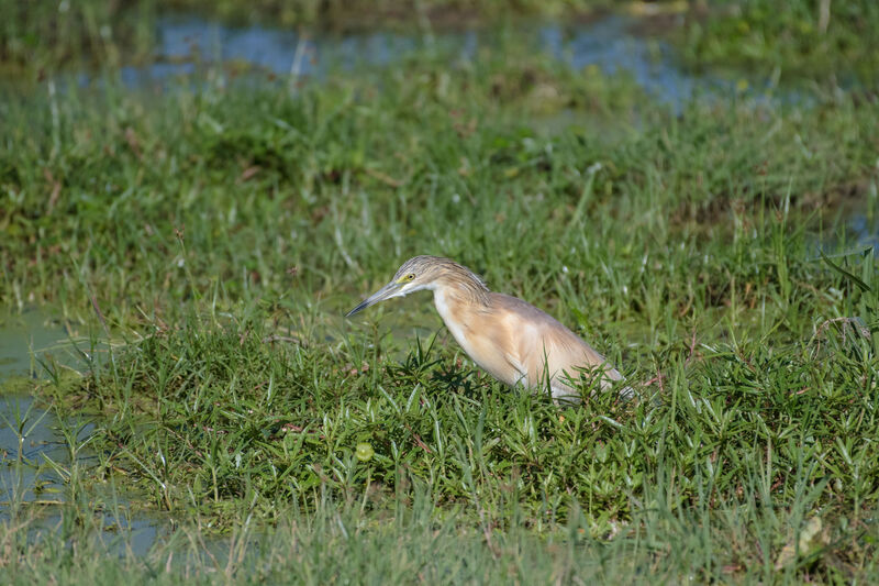 Crabier chevelu