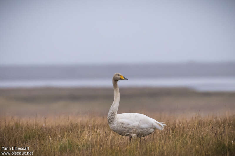 Cygne chanteur