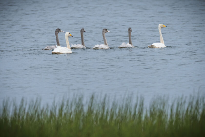 Cygne chanteur