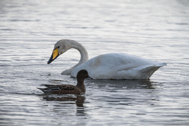 Cygne chanteur