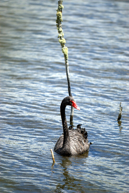 Cygne noir