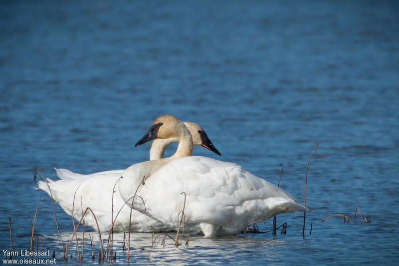 Cygne trompetteadulte, identification